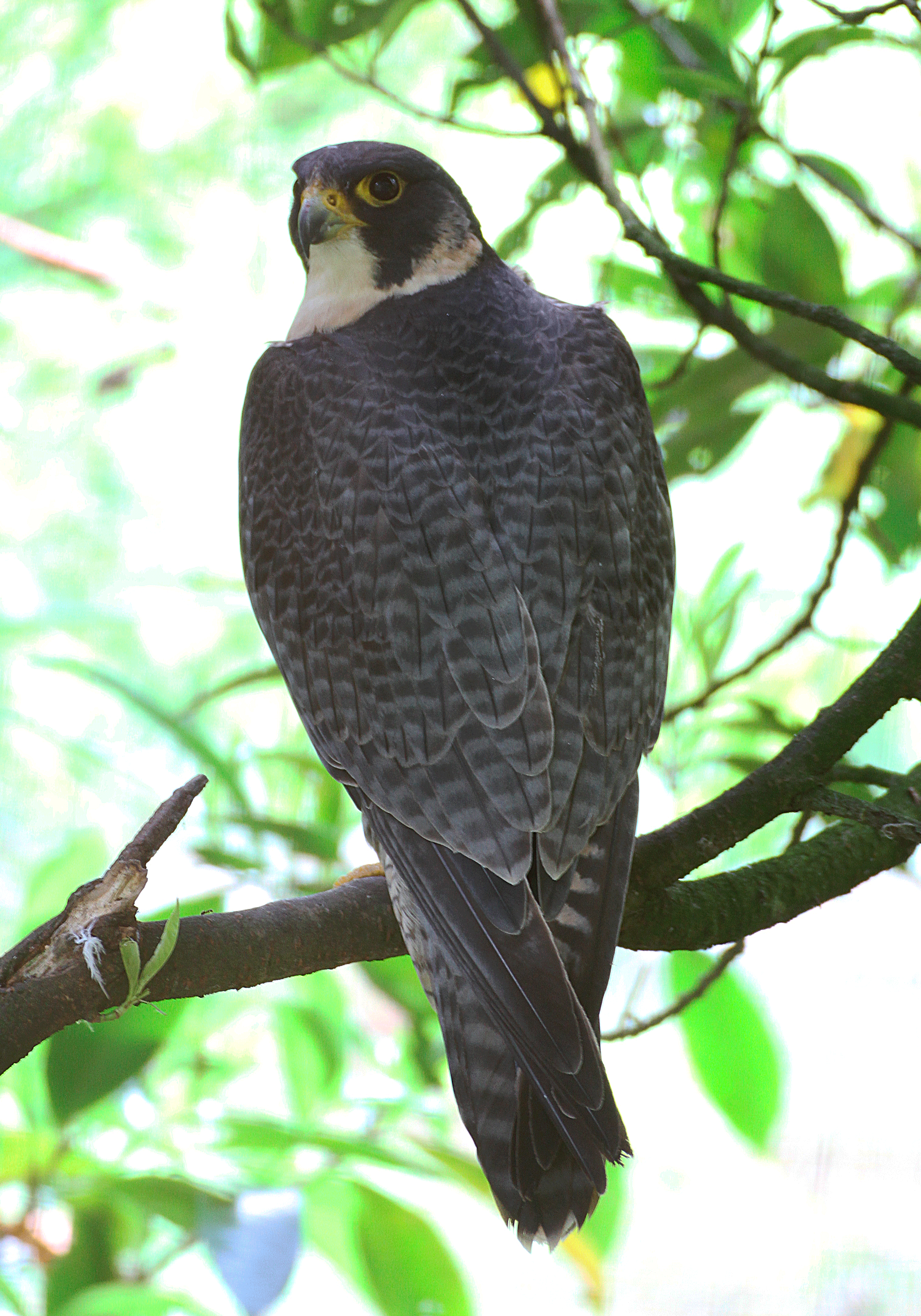 Halcón peregrino